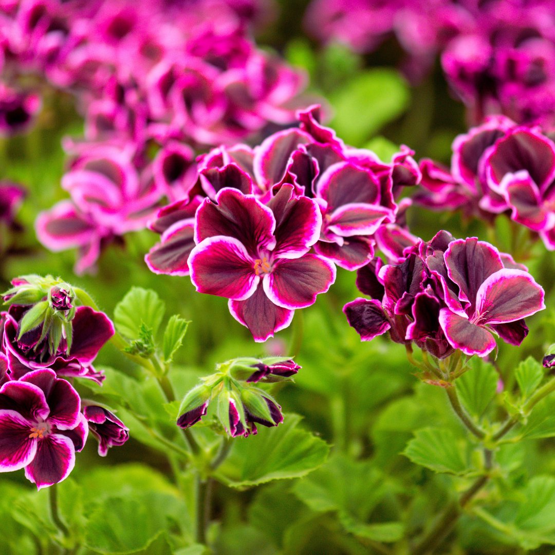 Pelargonium.jpg